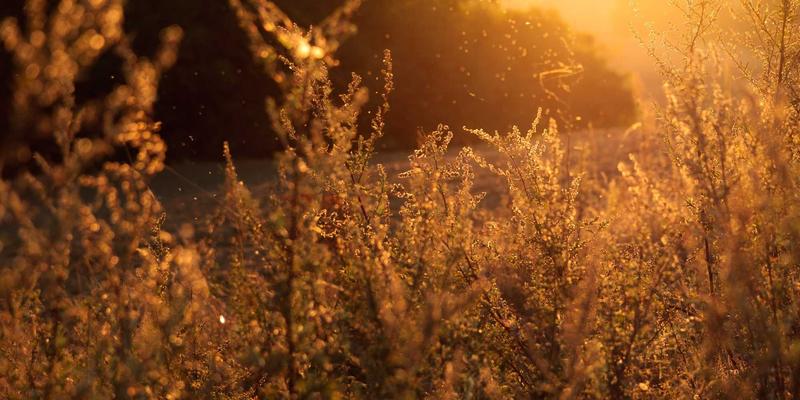 Biotechnology12: Pioneering the Future with Advanced Bioscience and Biotech Tools