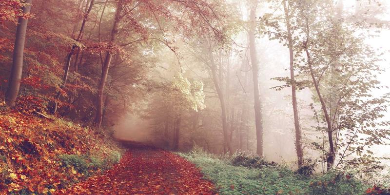 从培养皿到临床：尖端实验室设备与生物技术工具如何推动微生物组疗法革新肠道疾病治疗