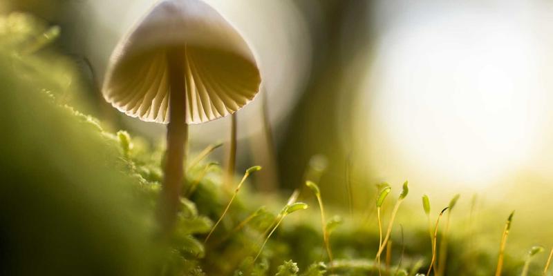 从科学探索到产业变革：现代生物技术工具与实验室仪器的核心驱动力