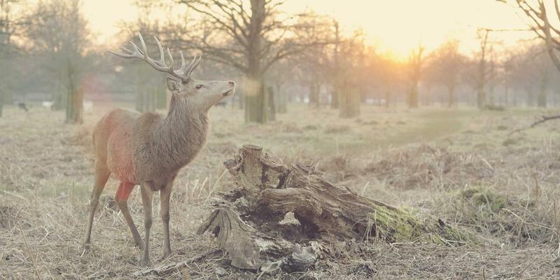 基因治疗递送系统优化：病毒与非病毒载体的最新进展与核心biotech tools