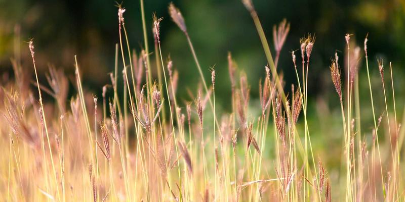 基因编辑疗法突破：从Lab Instruments到临床，重塑遗传性血液疾病治疗格局