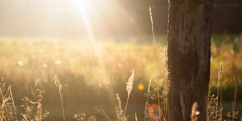 组织工程与生物打印：突破血管化人工器官的技术瓶颈与未来路径